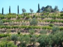 Terraced zinfandel vines